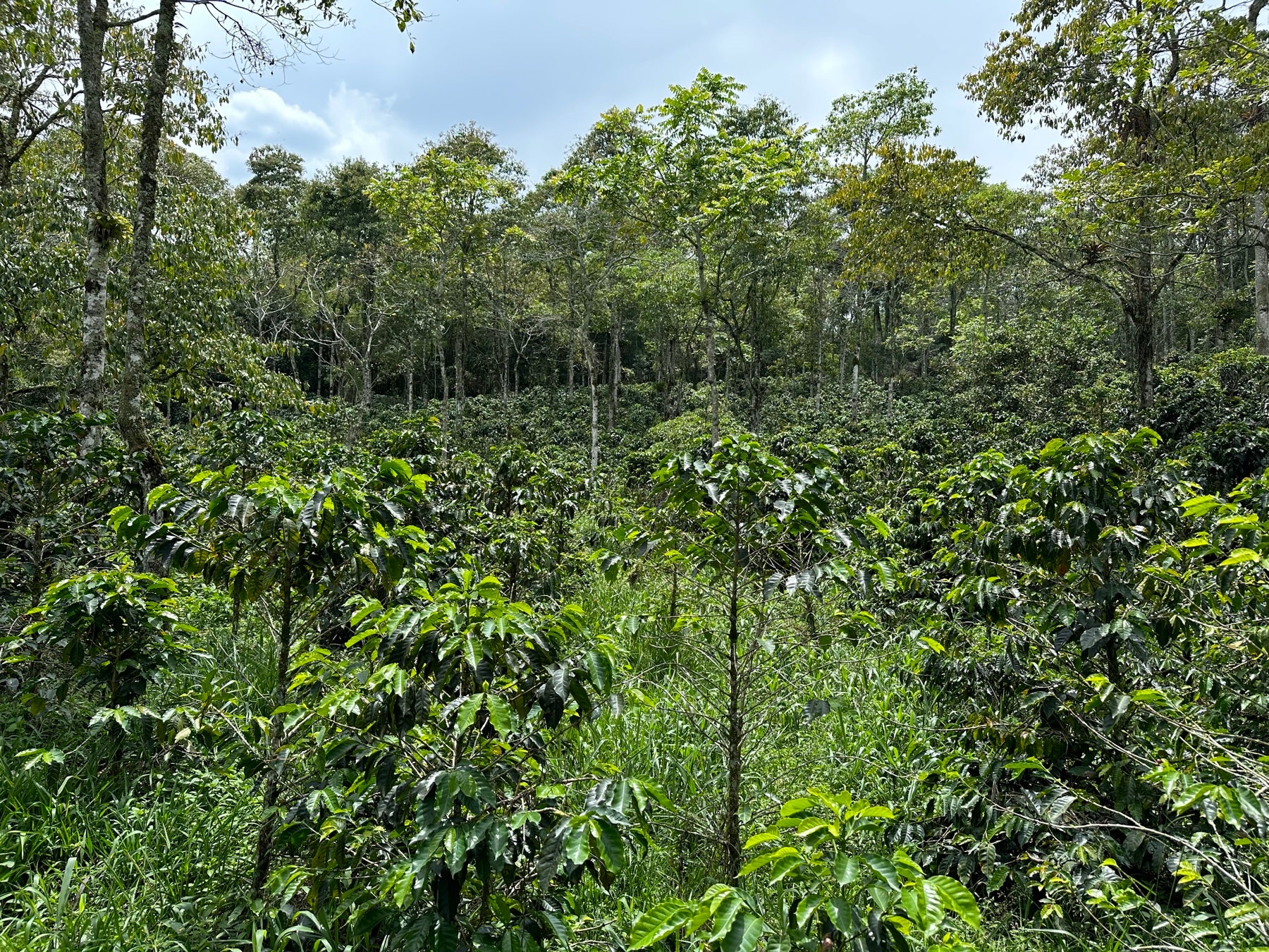 Finca cafetera Selvo — Huila, Colombia
