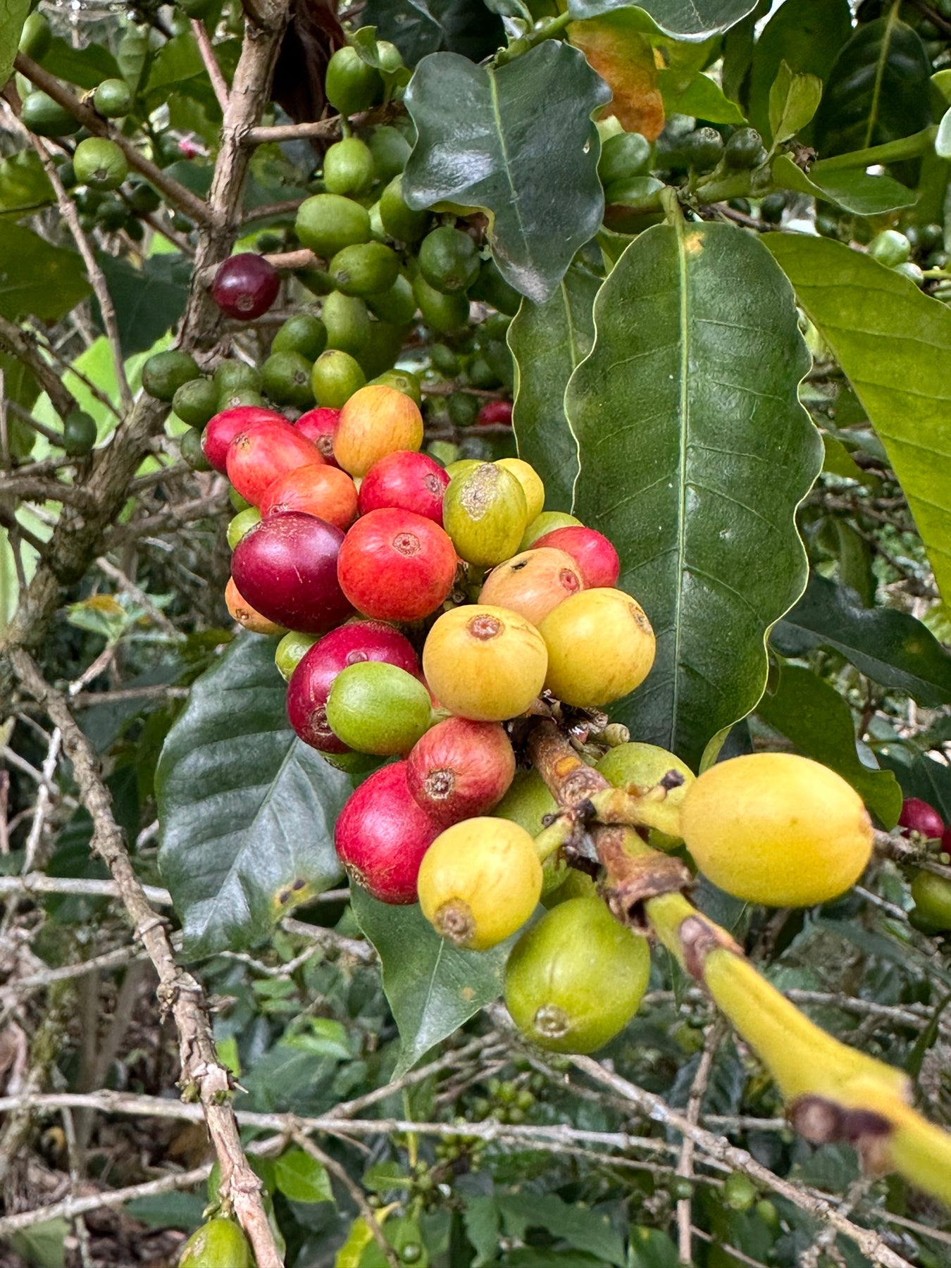 Cerezas de café Selvo — Huila, Colombia