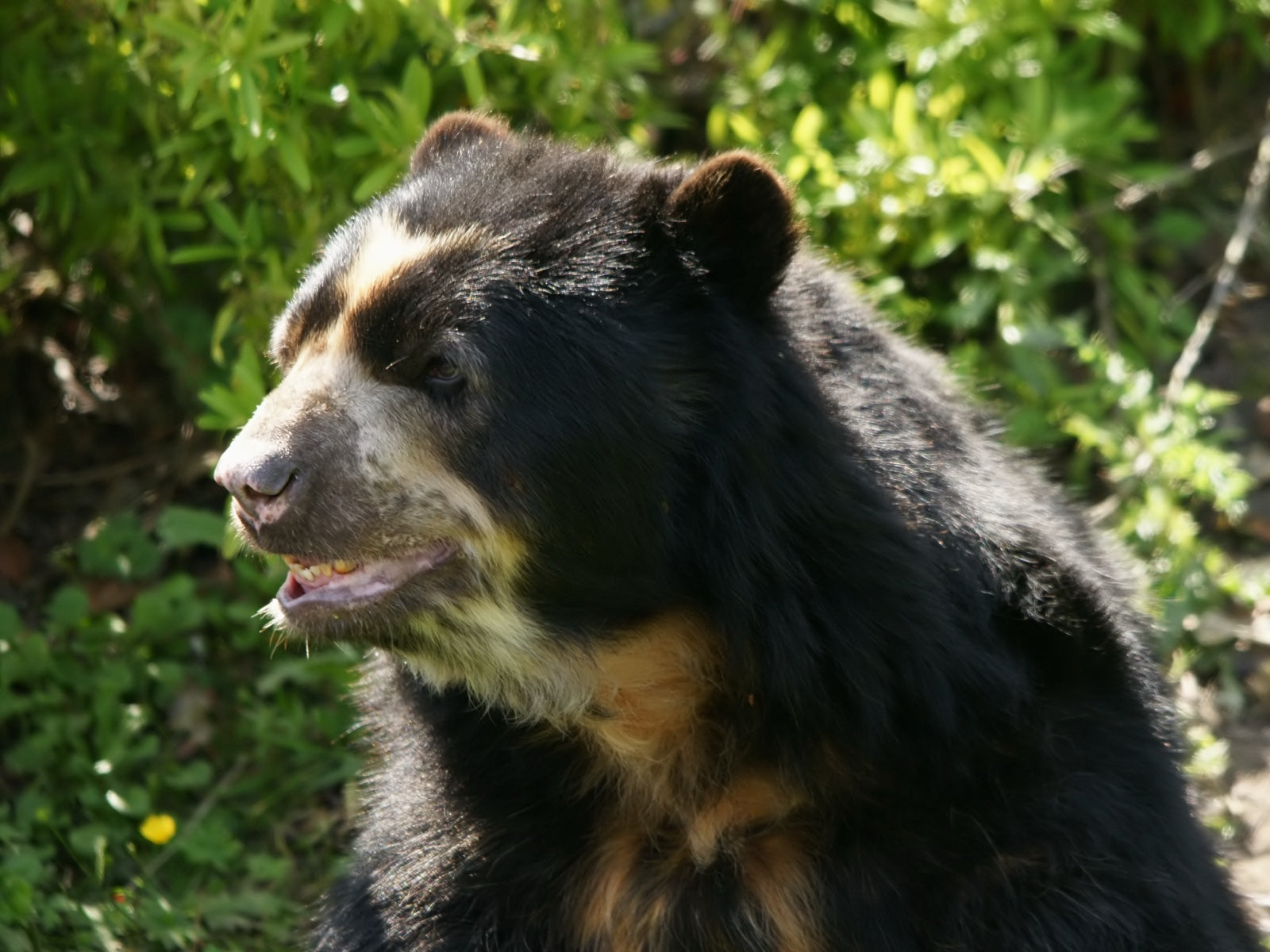 Oso de Anteojos — Tremarctos ornatus — Huila, Colombia